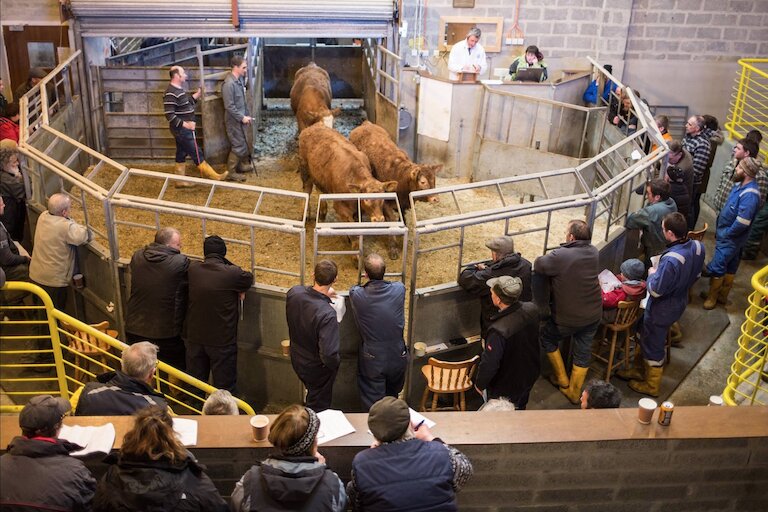 Shetland Livestock Marketing Group