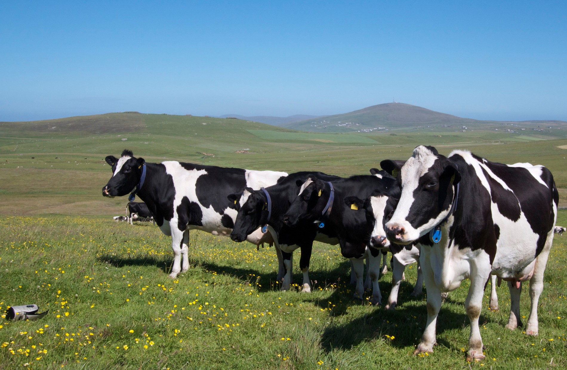 Shetland Farm Dairies