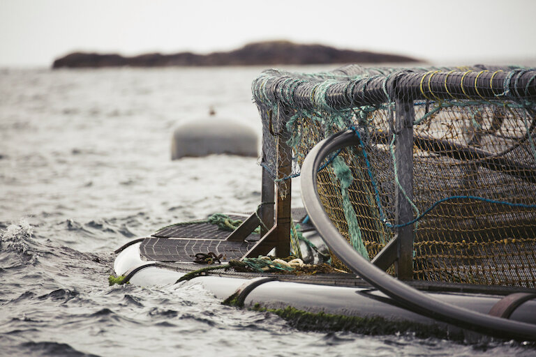 Seafood Shetland