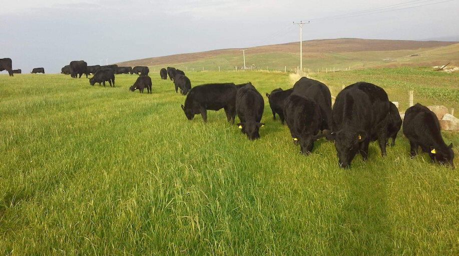 Culswick Beef