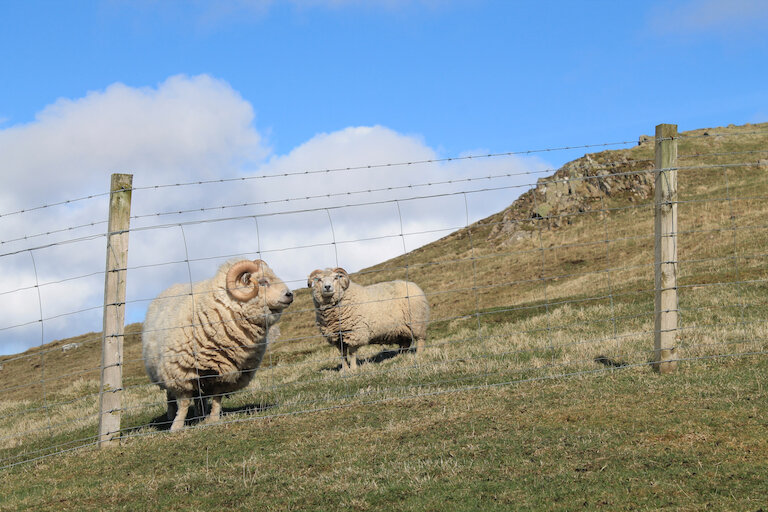 Culswick Beef