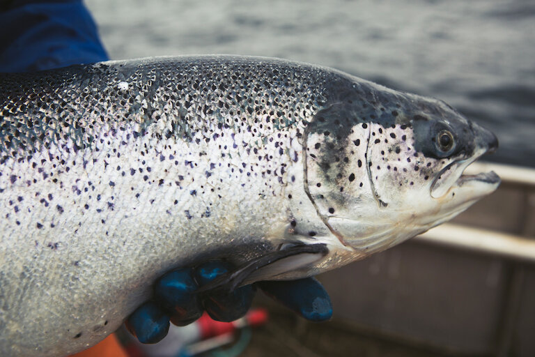 Salmon Scotland