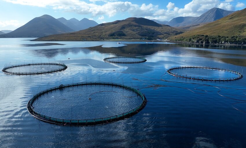 Salmon Scotland