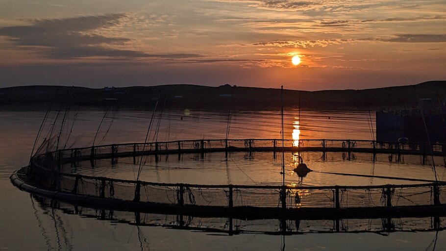 Scottish Sea Farms Ltd