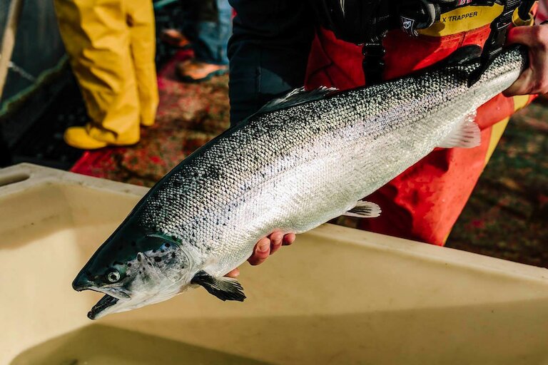 Cooke Aquaculture Scotland