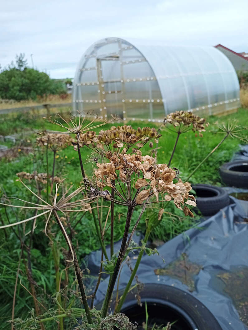 Hogweed seeds