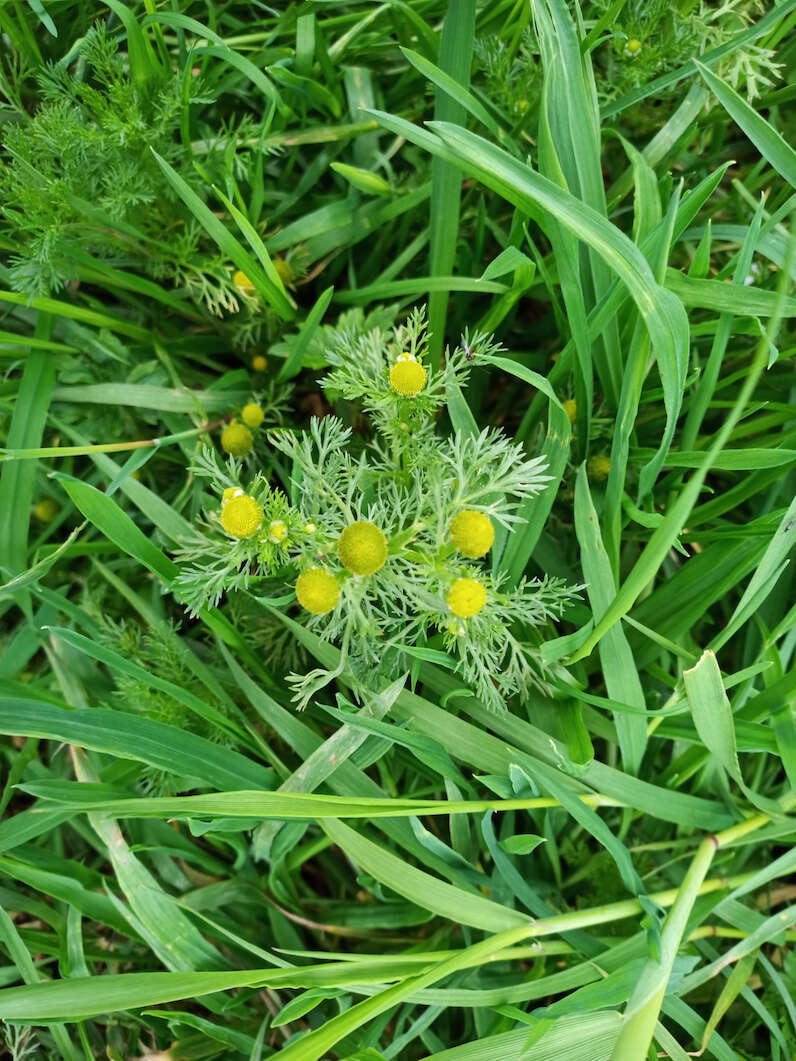 Pineapple weed