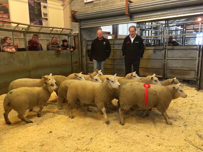 Shetland Livestock Marketing Group