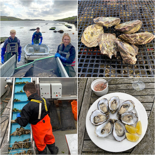 Shetland Oyster